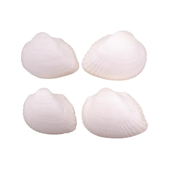 Concha Do Mar Giant Litub Unpair Com 500Gr 000