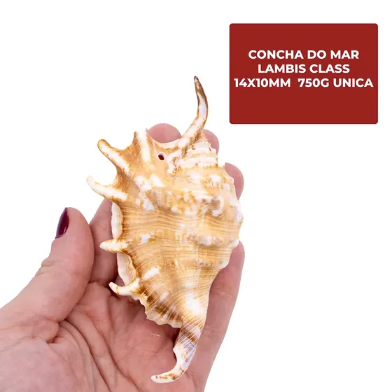 Concha Do Mar Lambis Class 14X10Mm Com 1 Unidade