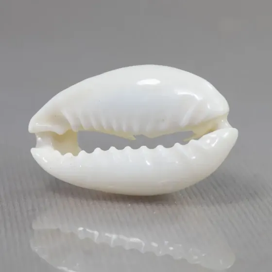 Buzios Do Mar Cortado 18X20Mm Com 500G 000