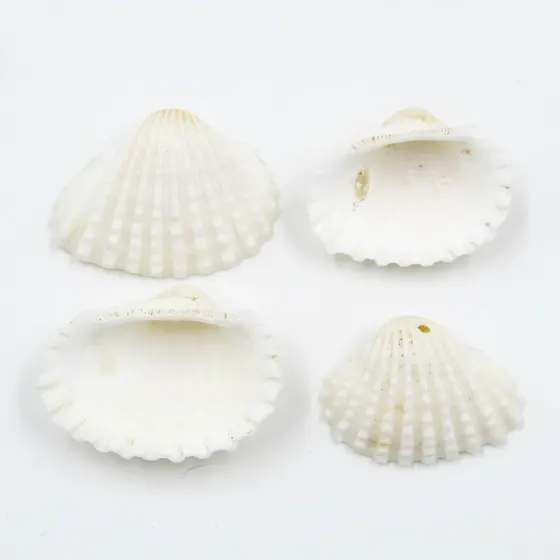 Concha Do Mar Passante 25X35Mm Com 500Gr