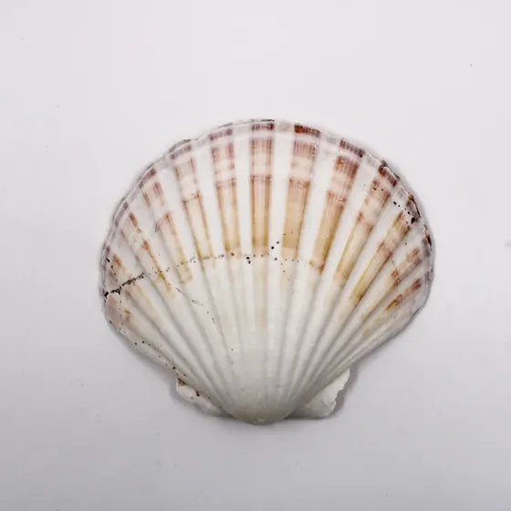 Concha Shell Scallop Com Furo Com 03 Unidades