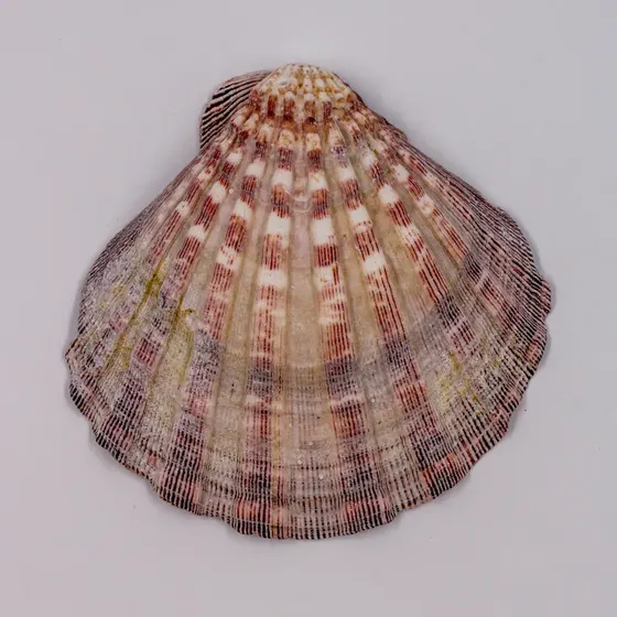 Concha Shell Scallop Com Furo Com 03 Pecas