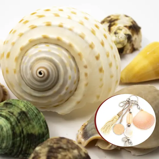 Conchas Do Mar Bag Shell Com 500G