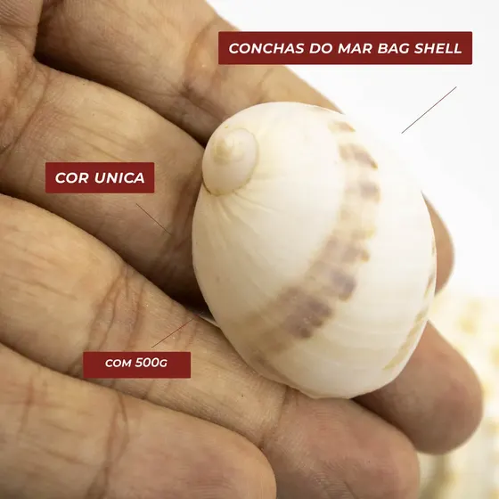 Conchas Do Mar Bag Shell Com 500G