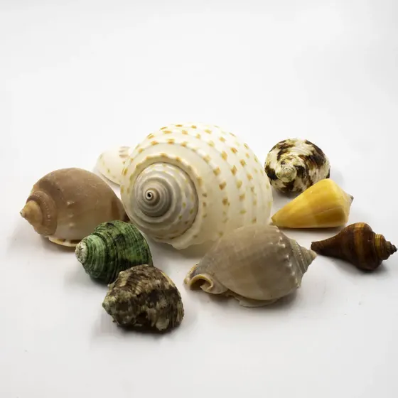 Conchas Do Mar Bag Shell Com 500G