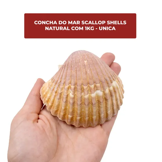 Concha Do Mar Scallop Shells Natural Com 1Kg