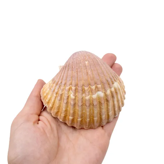 Concha Do Mar Scallop Shells Natural Com 1Kg