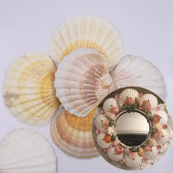 Concha Do Mar Scallop Shells Natural Com 1Kg