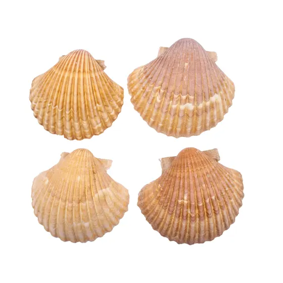 Concha Do Mar Scallop Shells Natural Com 1Kg