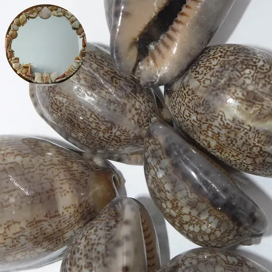 Buzios Arabian Cowry Natural Com 500G