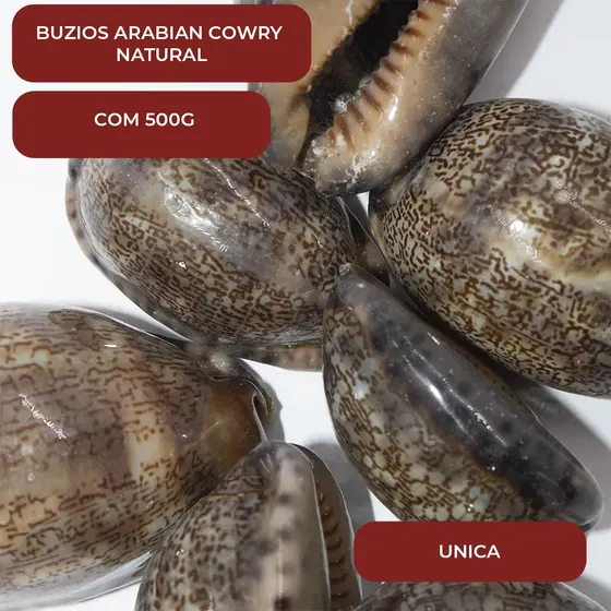 Buzios Arabian Cowry Natural Com 500G