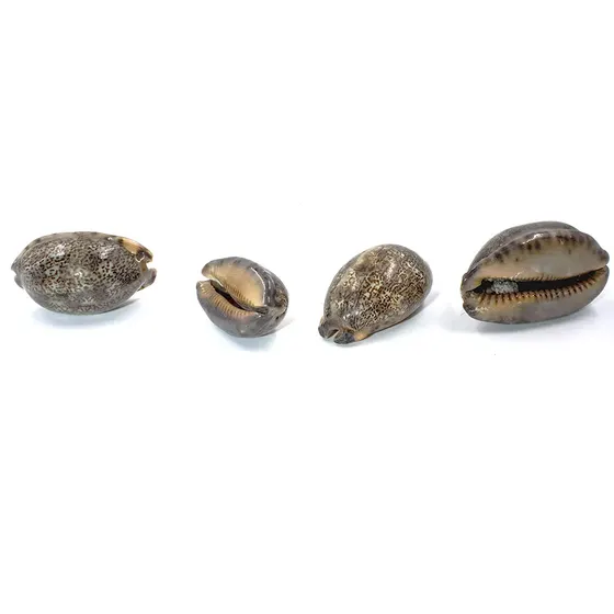 Buzios Arabian Cowry Natural Com 500G
