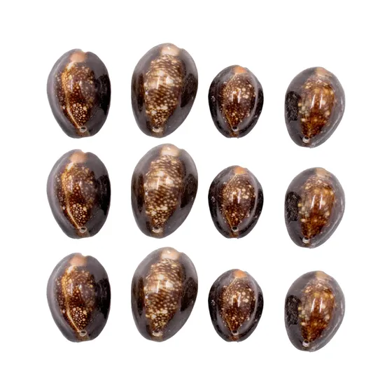 Buzios Africano 35X24Mm Com 250G
