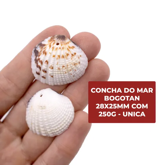 Concha Do Mar Bogotan 28X25Mm Com 250G