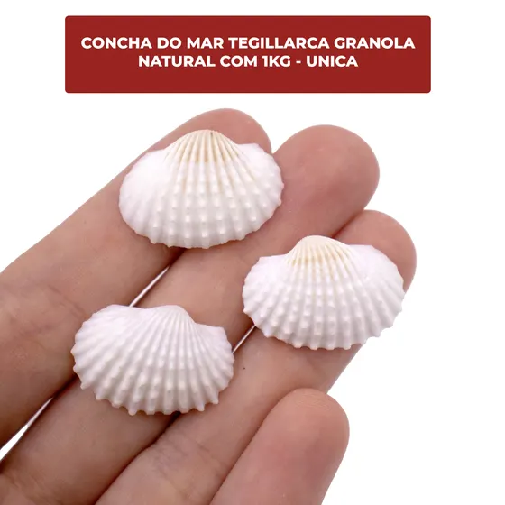 Concha Do Mar Tegillarca Granola Natural Com 500G