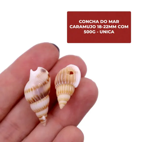 Concha Do Mar Caramujo 18-22Mm Com 500G