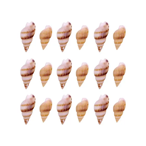 Concha Do Mar Caramujo 18-22Mm Com 500G