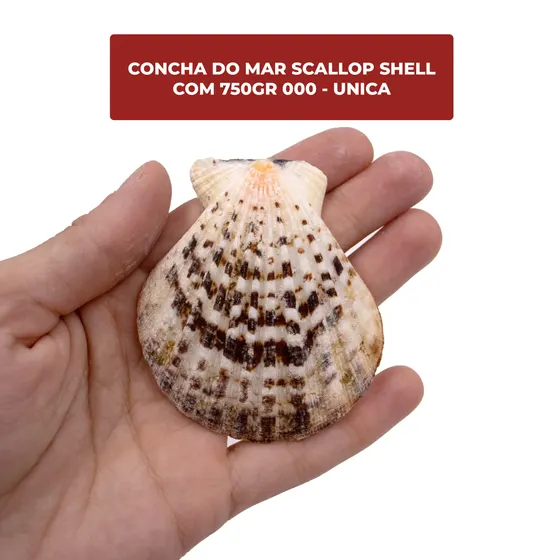 Concha Do Mar Scallop Shell Com 750Gr 000