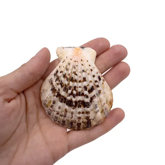 Concha Do Mar Scallop Shell Com 750Gr 000