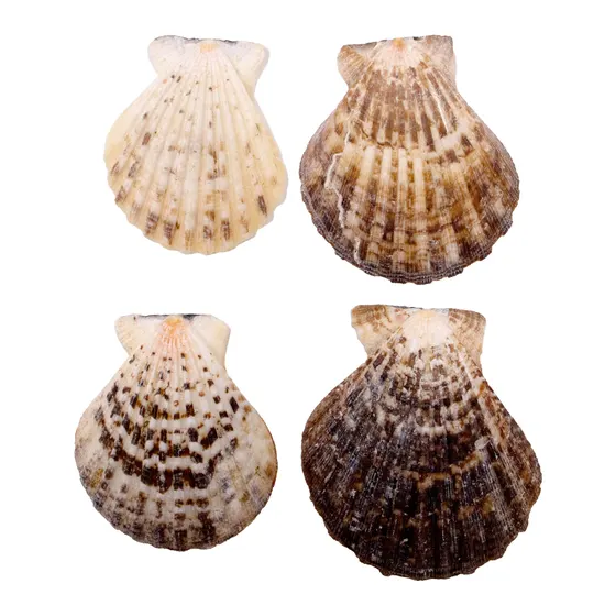 Concha Do Mar Scallop Shell Com 750Gr 000