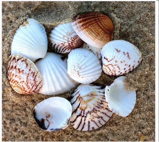 Concha Do Mar Bogotan 28X25Mm Com 500G 000