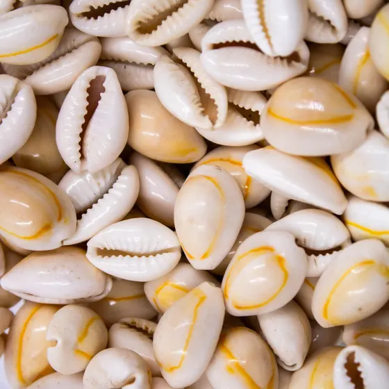 Buzios Do Mar 19X13Mm 500G 000