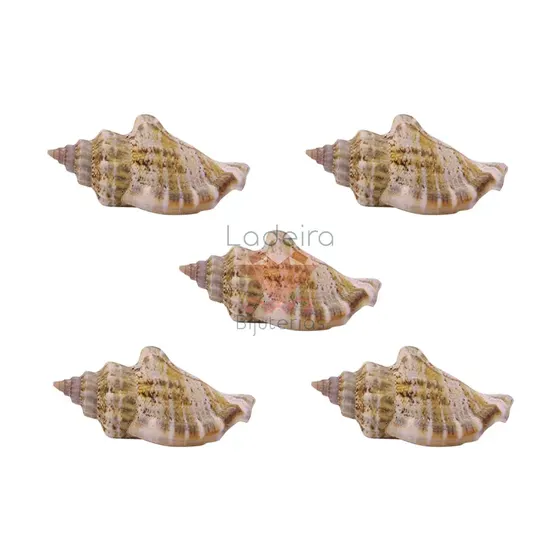 Concha Do Mar Strombus Urceus Com 500G