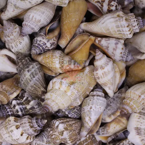 Concha Do Mar Strombus Urceus Com 500G