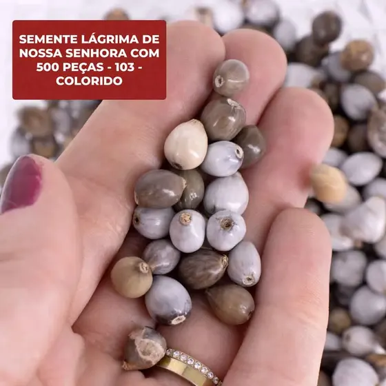 Semente Lagrima De Nossa Senhora Com 500 Pecas