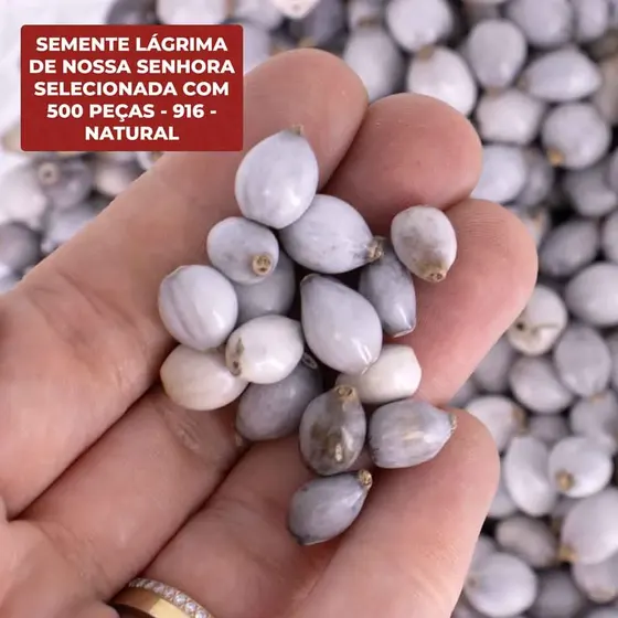 Semente Lagrima De Nossa Senhora Selecionada Com 500 Pecas