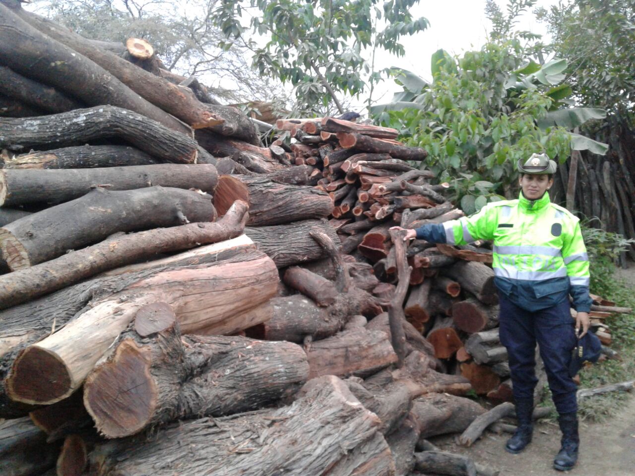 Incautan productos maderables protegidos por ley