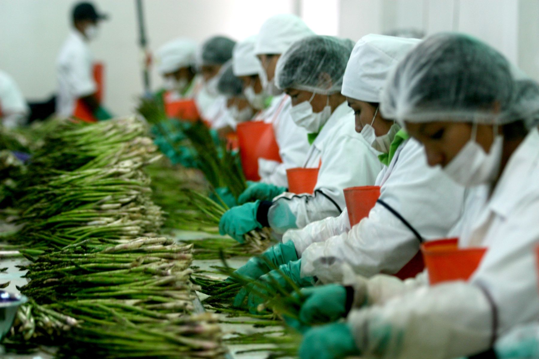 Perú cuenta con 252 productos agrarios con potencial exportador