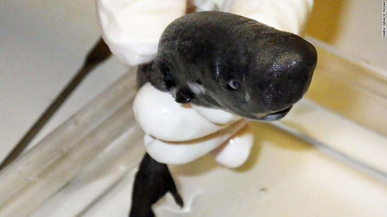 Descubren una nueva especie de tiburón pequeño que brilla en la oscuridad