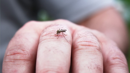Dengue daría inmunidad ante el COVID-19, según nuevo estudio