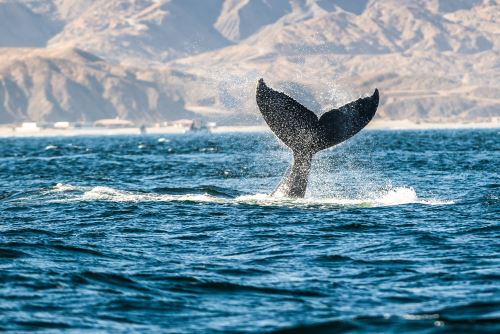 Óscar del Turismo: Vota aquí por el Perú como mejor ‘Destino de Avistamiento de Ballenas 2021’