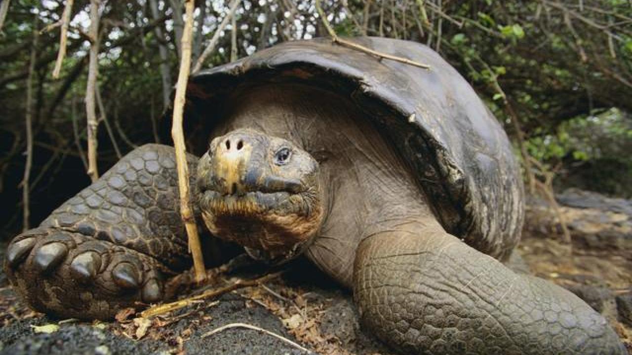 Hallan tortuga que se creía extinta hace más de cien años 