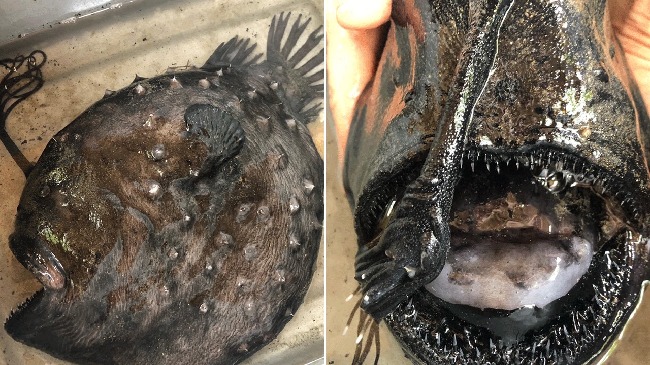 [FOTOS] Aparece monstruoso pez que vive a miles de pies de profundidad del océano