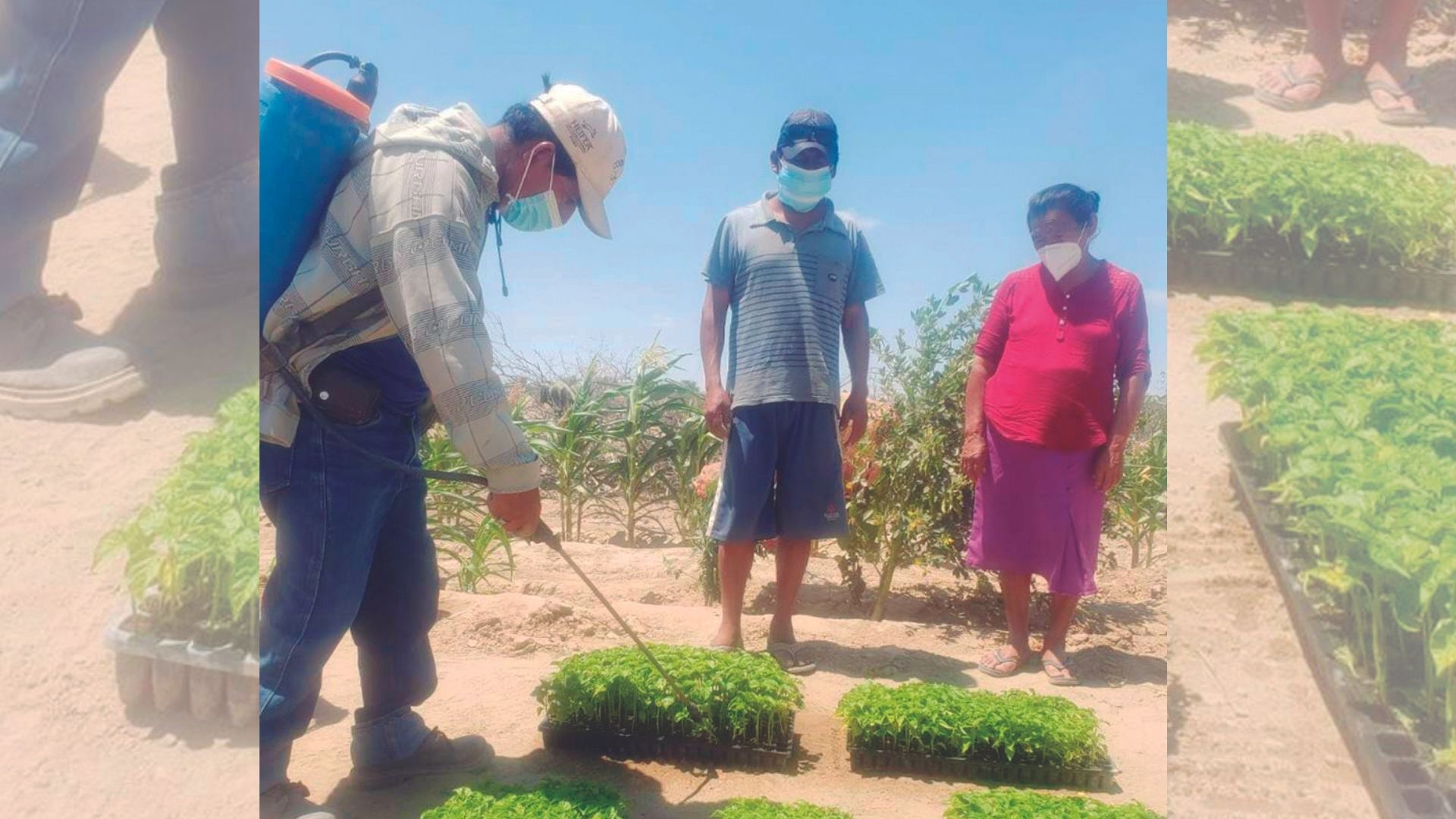 40 familias de Cristo Nos Valga exportarán ají al mercado internacional