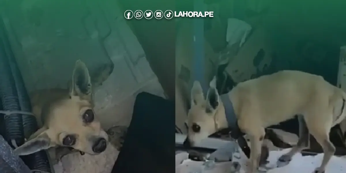 México: Perrita es hallada entre los escombros tras el paso del huracán Otis