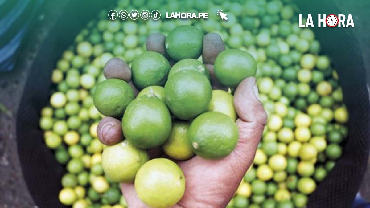 Tambogrande: baja producción de limón agrava crisis