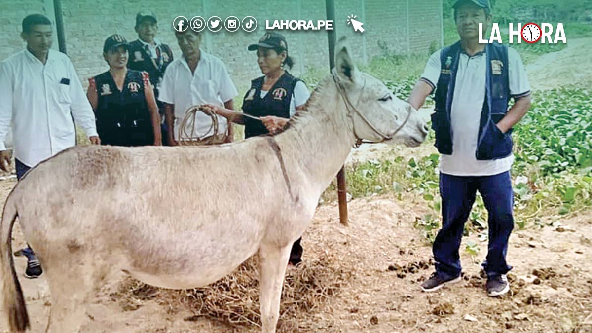 Tambogrande: ronderos azotan a ladrones tras robar dos burros