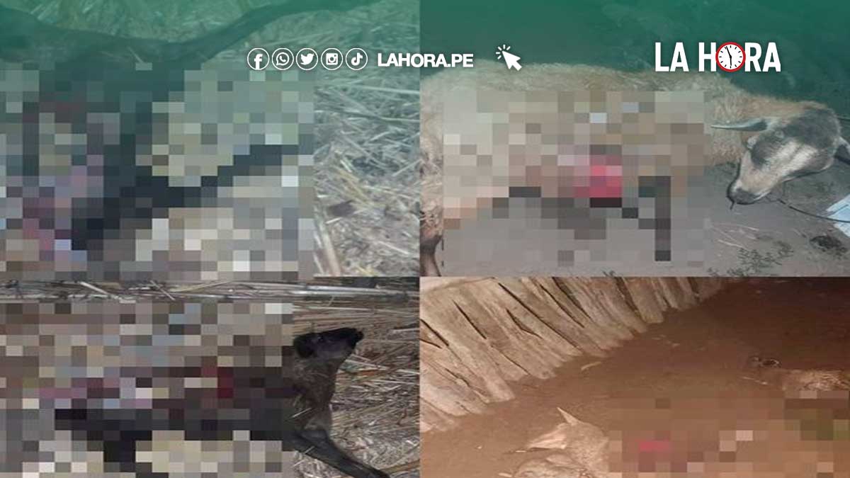 Tambogrande: misterioso ‘chupacabras’ mata a ovejas y burros