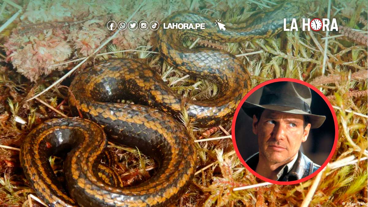 Descubren Nueva Serpiente En Per Y La Nombran En Honor A Harrison Ford Diario La Hora