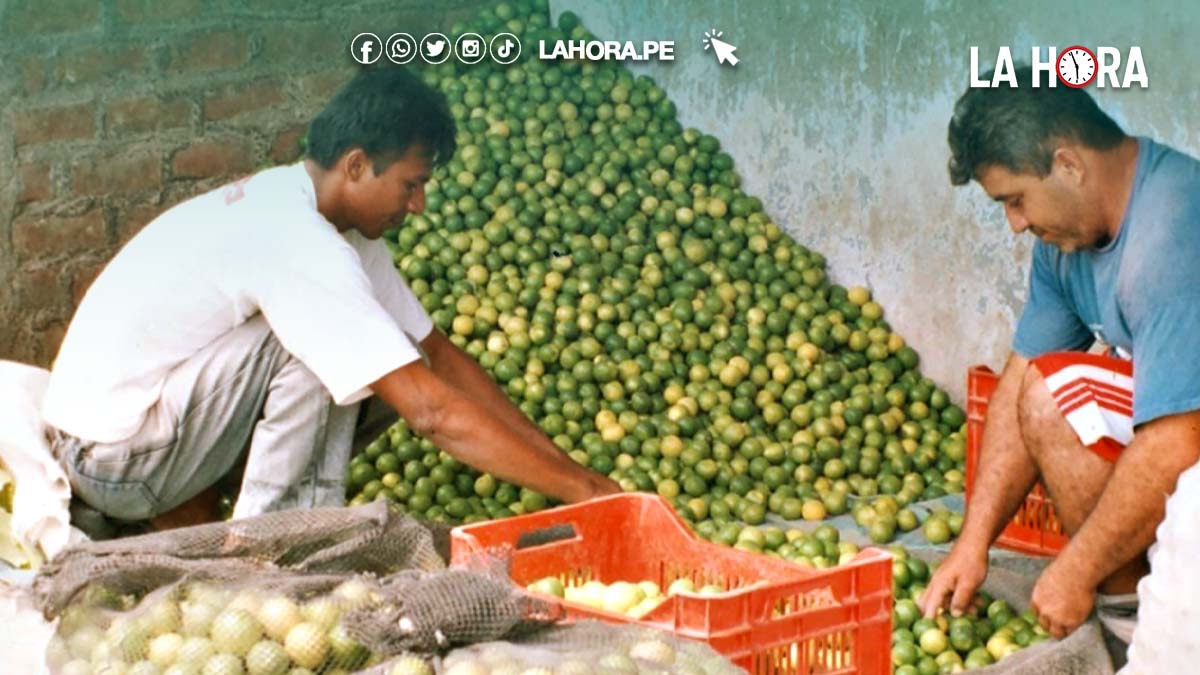 Tambogrande: precio de bolsa de limón se dispara