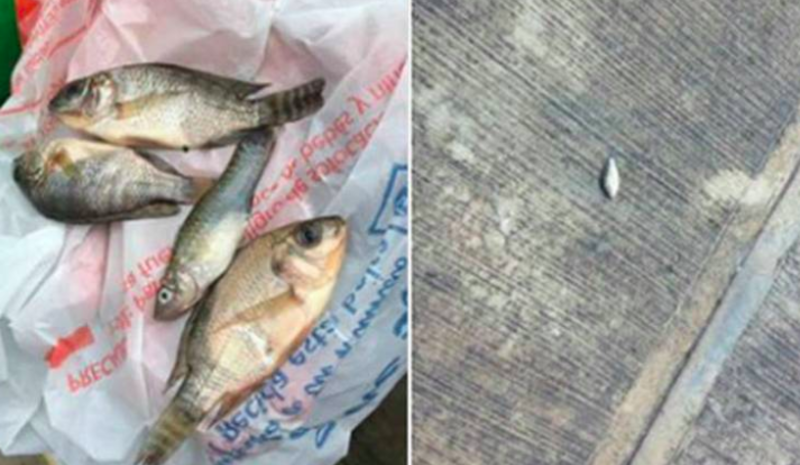 ¡Llueven peces en Tampico y no es broma!