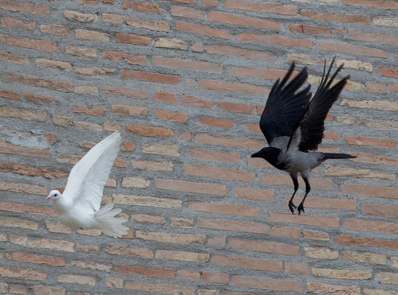 Dos palomas liberadas por el Papa son atacadas.