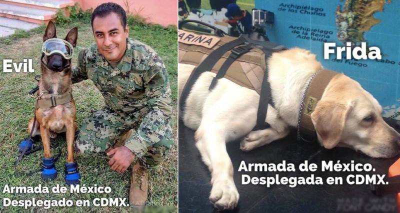 Estos son solo algunos perros rescatistas que apoyaron a México