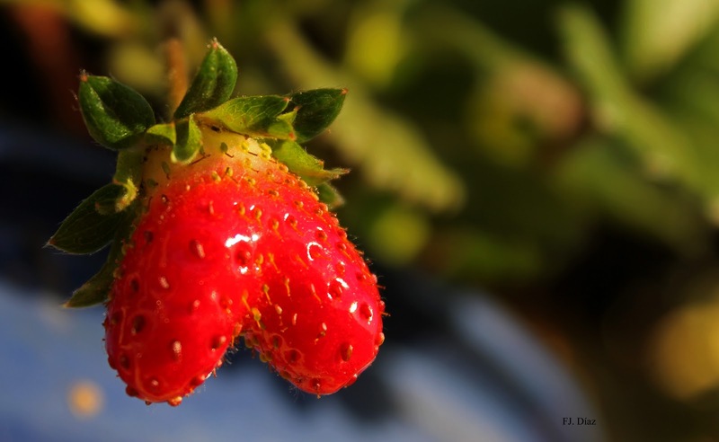 Fresas vs Colesterol