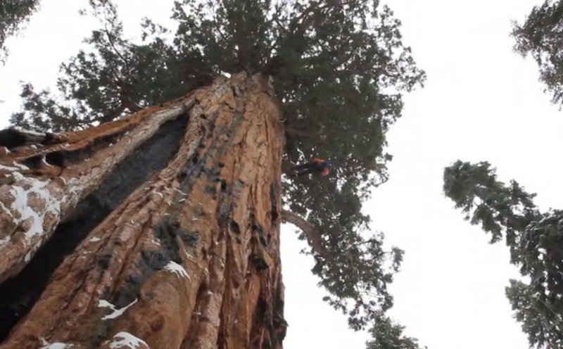 136 fotos del árbol más grande del mundo