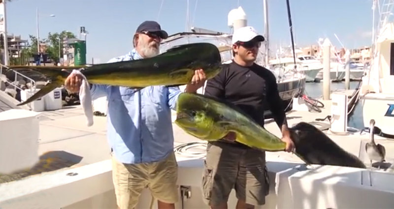 León marino roba ‘trofeo’ a pescador